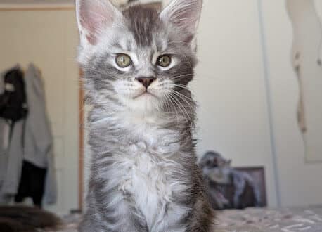 Chaton maine coon né fin mai 2025 élevage occitanie