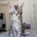 Chaton maine coon né fin mai 2025 élevage occitanie