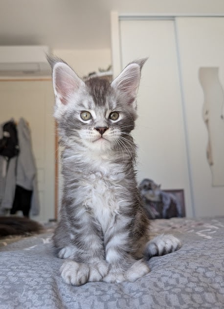 Chaton maine coon né fin mai 2025 élevage occitanie