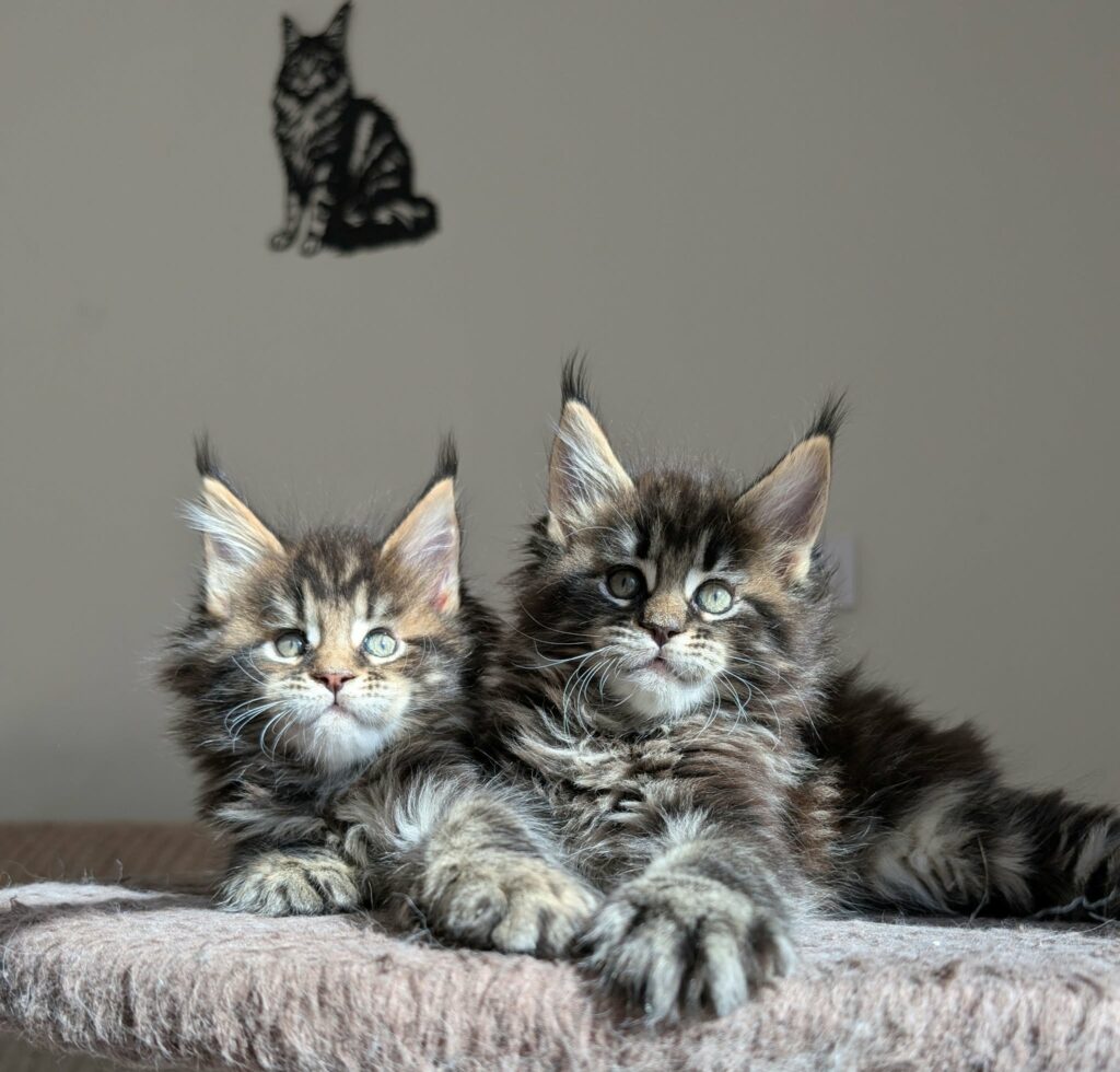 Maine coon Kittens at Darkstarcat's cattery in France