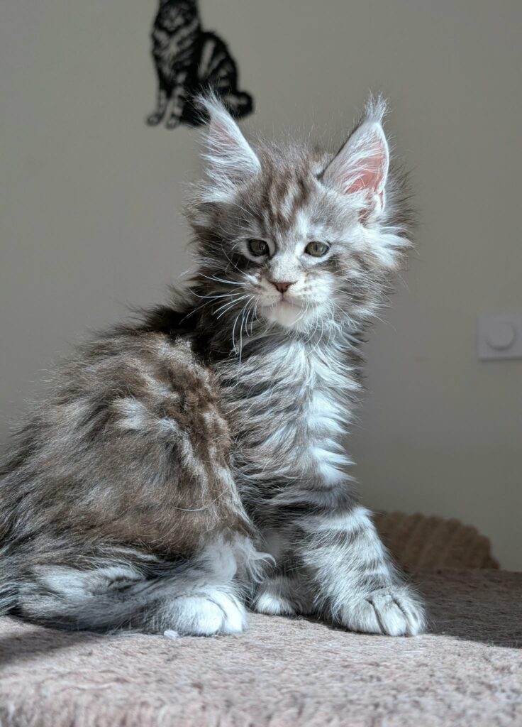 Maine coon Kittens, including a silver tabby, at Darkstarcat's cattery in France