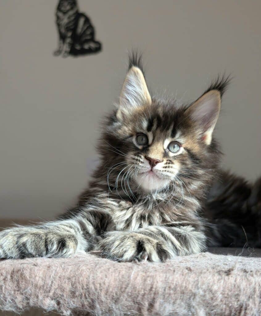 Maine Coon Kittens from Darkstarcat's cattery in France